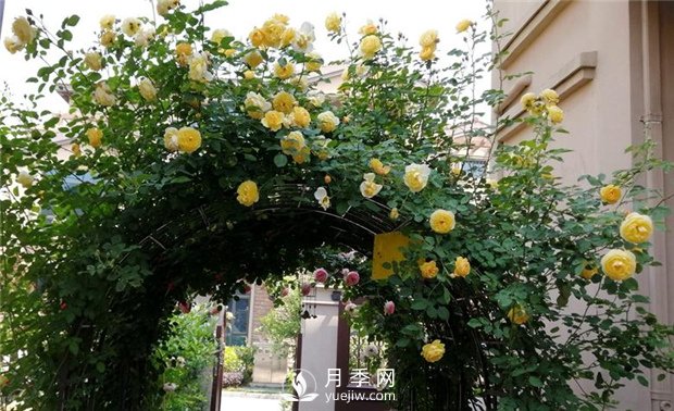 春天***適合養(yǎng)哪些室內(nèi)植物？(圖2)