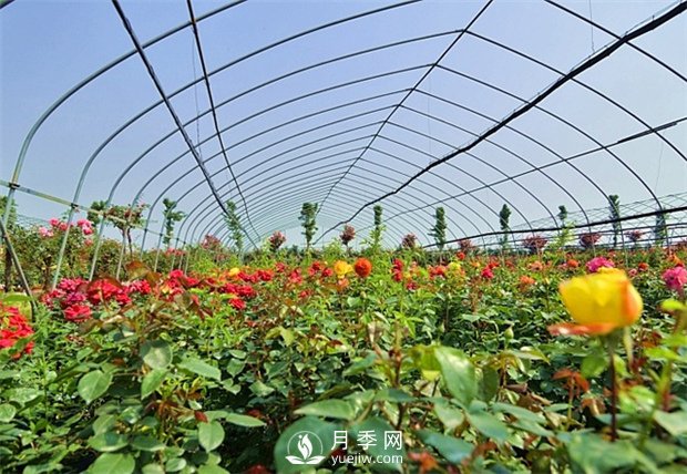 南陽盆栽月季花栽培需要什么樣的精心維護(圖1)