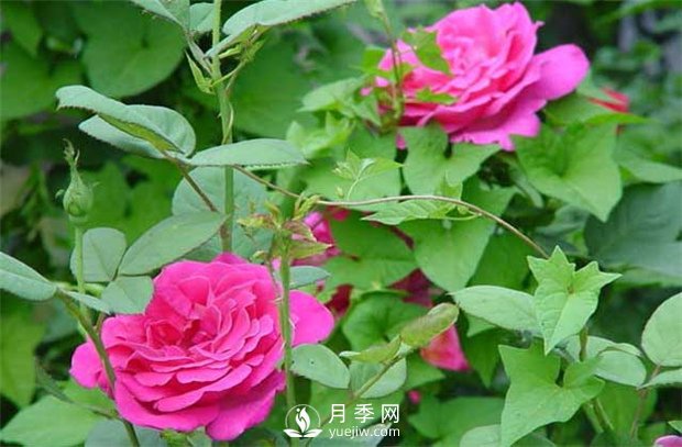 南陽樹狀月季：月季花為什么越開越??？(圖1)