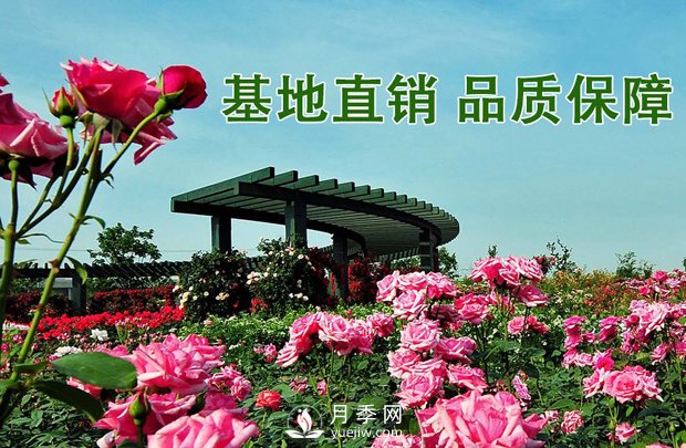 月季花與家居風格的搭配(圖1)
