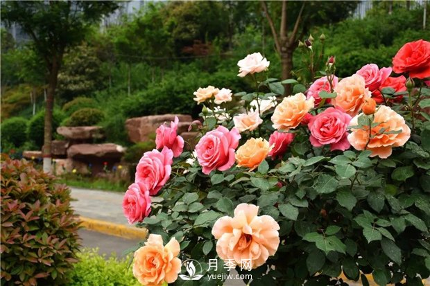 冬季養(yǎng)護管理月季介紹 南陽月季樹怎樣嫁接(圖1)