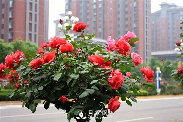 南陽月季樹廠家教你怎么給月季施肥 如何快速培育南陽樹狀月季(圖1)