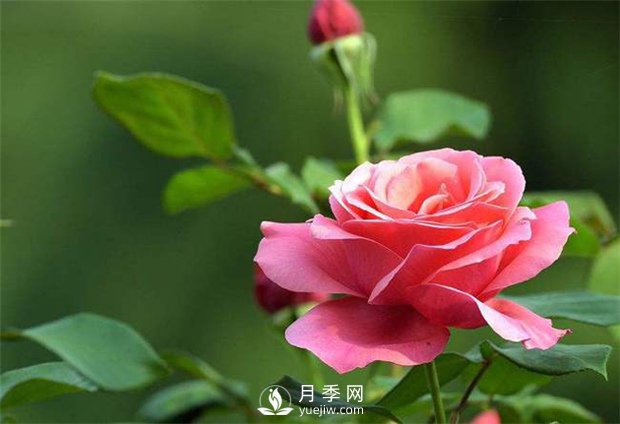 南陽(yáng)樹狀月季有哪些特點(diǎn) 月季葉面施肥注意事項(xiàng)(圖1)