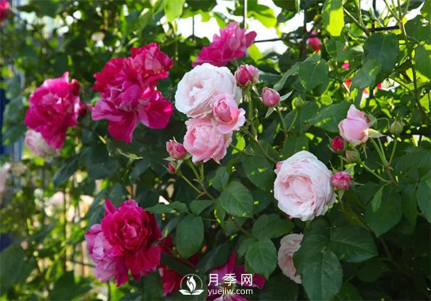冬季管理月季怎么做 南陽月季樹修剪注意事項(圖1)