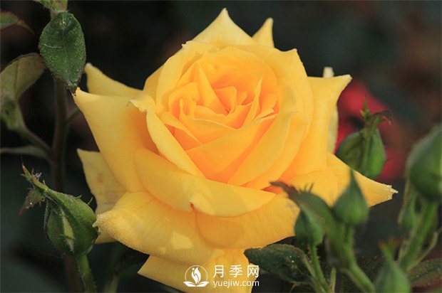 月季接插同步繁育方法怎么操作？(圖1)