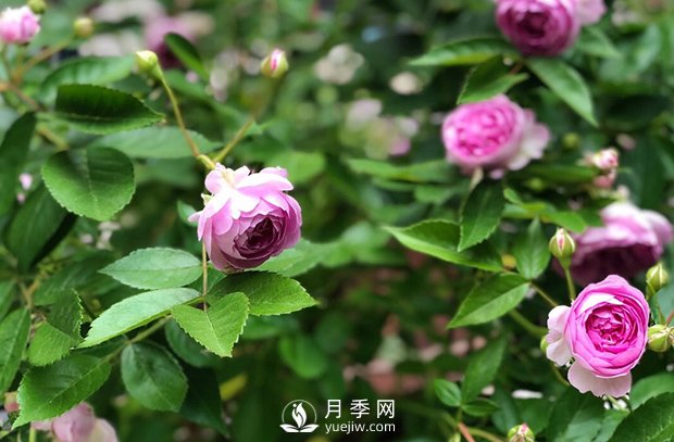 微型月季怎么養(yǎng)殖你知道嗎？我來告訴你(圖1)