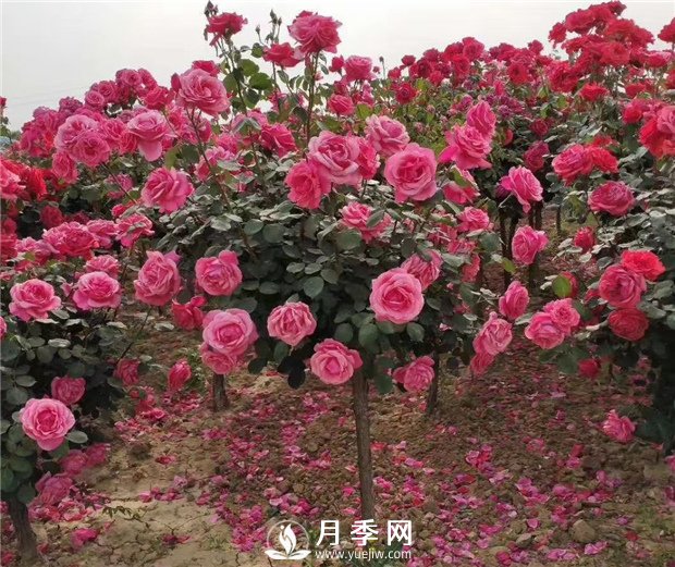 月季一般用什么樣的花盆種植比較好？(圖1)