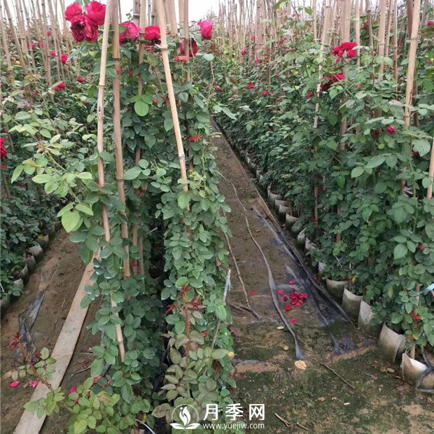 月季掛苗高峰期到了 你需要這樣防護月季(圖1)