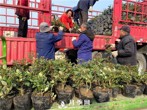 月季種上沒(méi)開(kāi)花，卻一直黃葉，這是怎么回事呢？(圖1)