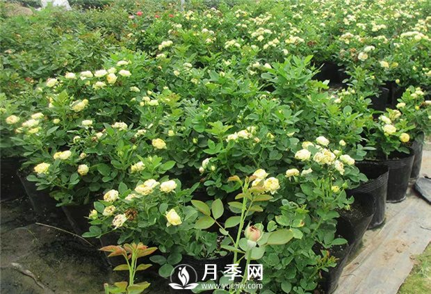 盆栽月季澆水是個學問，你不來學學(圖1)