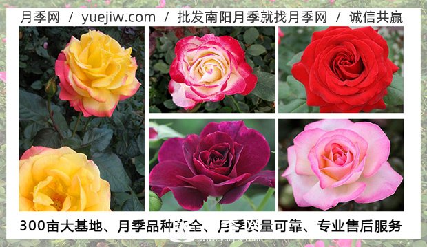 月季在什么溫度下可以施肥？月季一年四季都可以施肥(圖1)