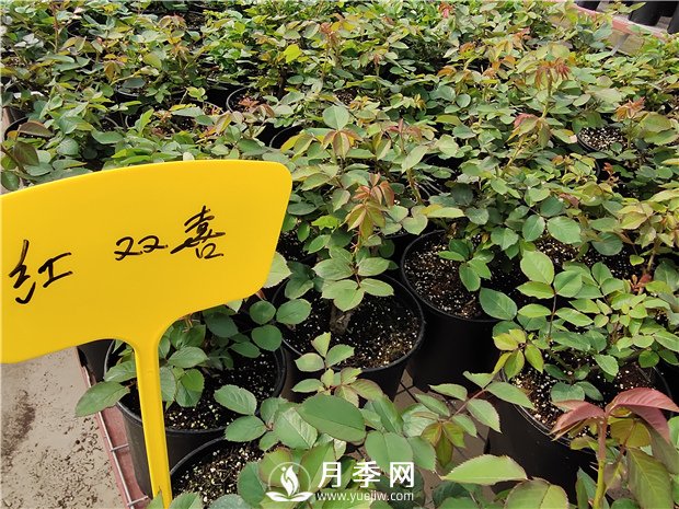 北方封閉陽臺(tái)能種植樹狀月季嗎？(圖1)