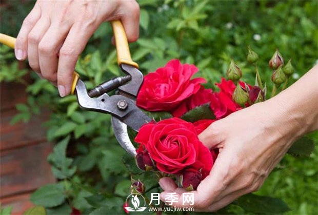 月季花的具體修剪時(shí)間？(圖1)