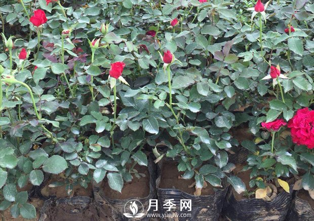 月季養(yǎng)護(hù)的水肥管理(圖1)