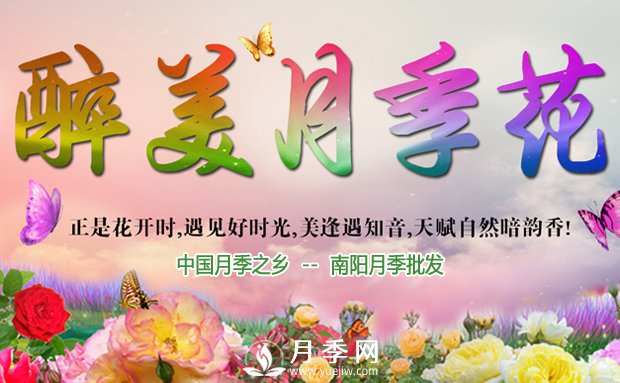 月季長得好不好，做好澆水施肥扦插這三個竅門(圖1)