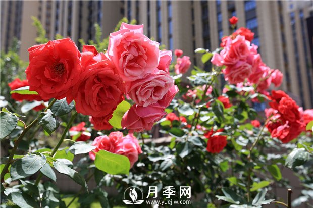 冬季月季花可以施肥嗎？(圖1)
