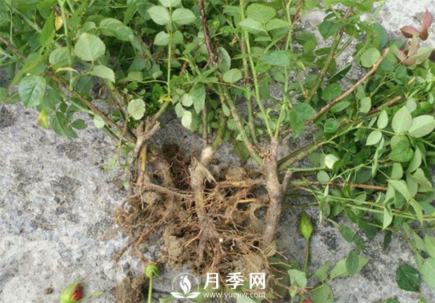 南陽月季苗特點(diǎn)、種類、用途(圖1)