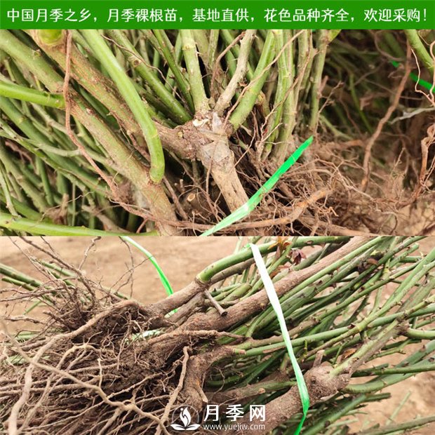南陽月季苗特點(diǎn)、種類、用途(圖2)