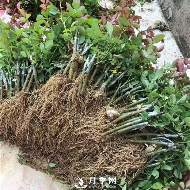 南陽月季苗特點(diǎn)、種類、用途(圖3)
