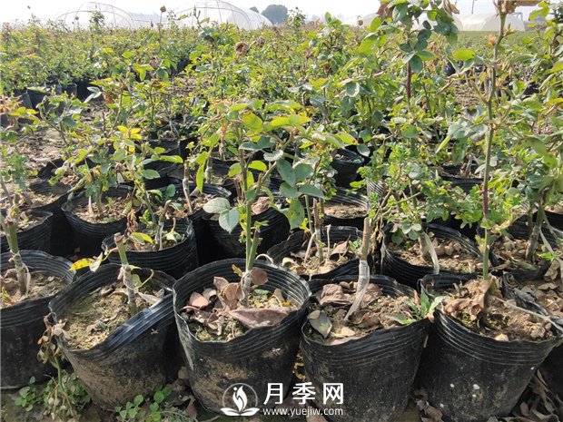 月季的休眠期 你需要這樣管理養(yǎng)護(圖1)