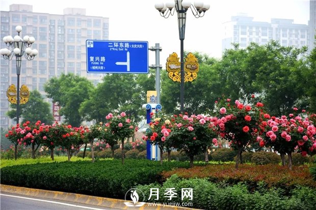 沒有了月季花，再怎么美麗的城市，都只是一座空城(圖2)
