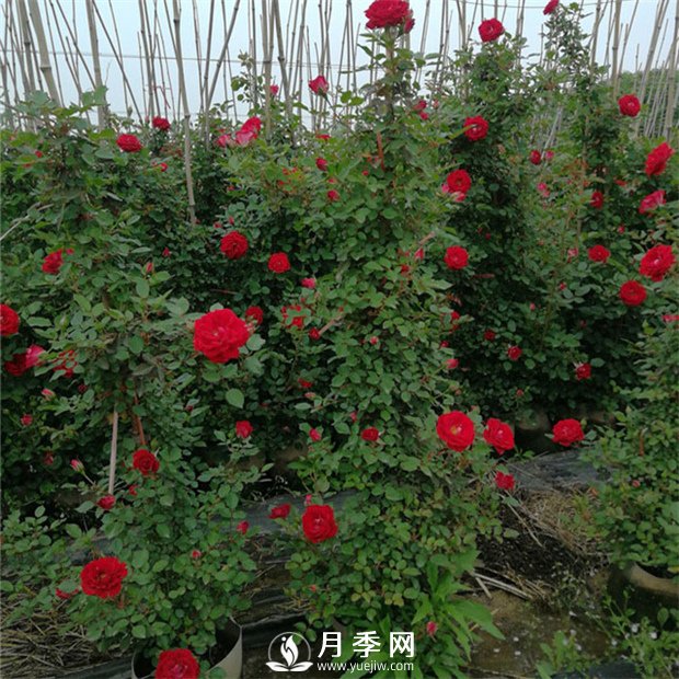 藤本月季的修剪誤區(qū) 這個冬天你千萬別中招！(圖1)