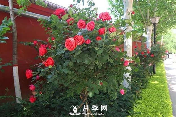 藤本月季長得越大開花越多嗎？(圖1)
