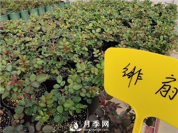 初春花卉“施肥”時(shí)機(jī)正好，要注意幾點(diǎn)(圖1)