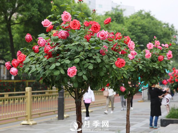 特別流行的“樹狀月季”，它真的開花那么多？真的那么好養(yǎng)？(圖1)