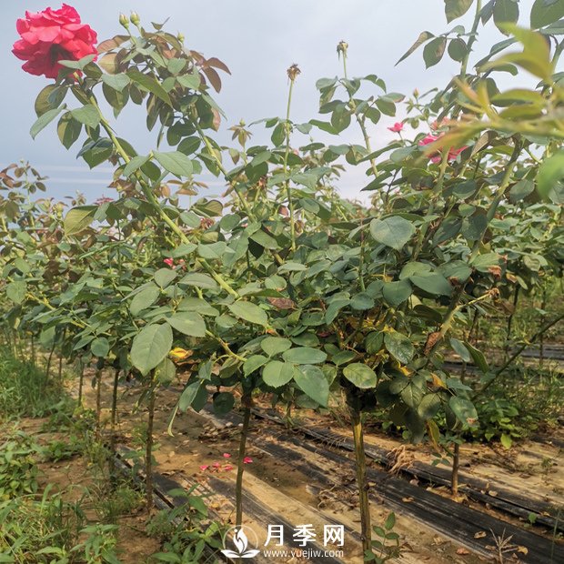 遇到月季盲芽 你咋處理？(圖1)