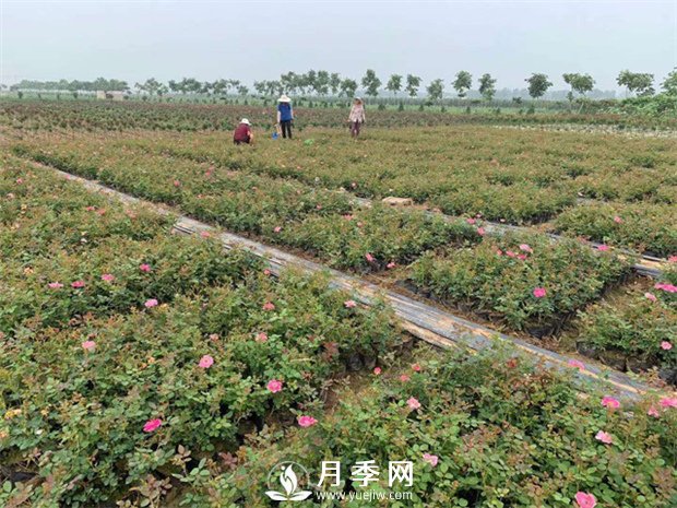月季盆土可頻繁換？(圖1)
