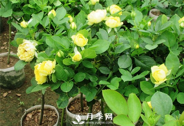 重剪何時進行呢？(圖1)