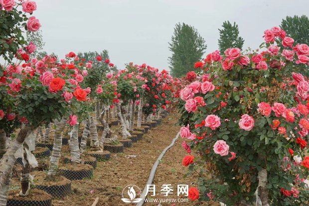 冬季休眠的月季為什么要重剪？(圖1)
