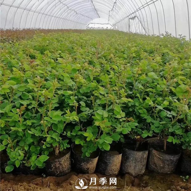 為什么說讓月季小苗開花不好？(圖1)