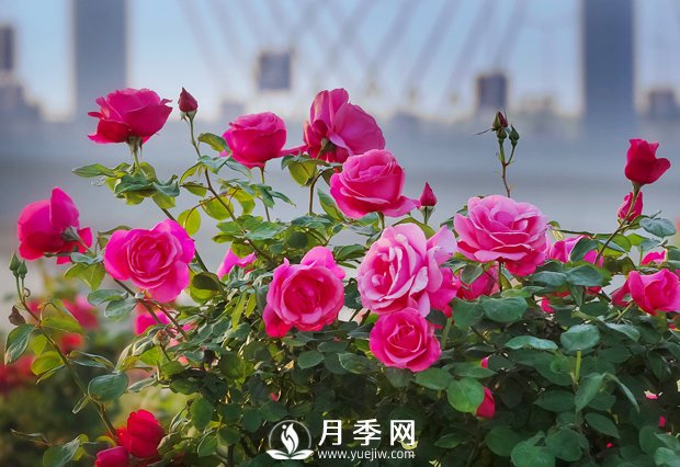月季花樣艷麗，花形大氣美觀(圖1)