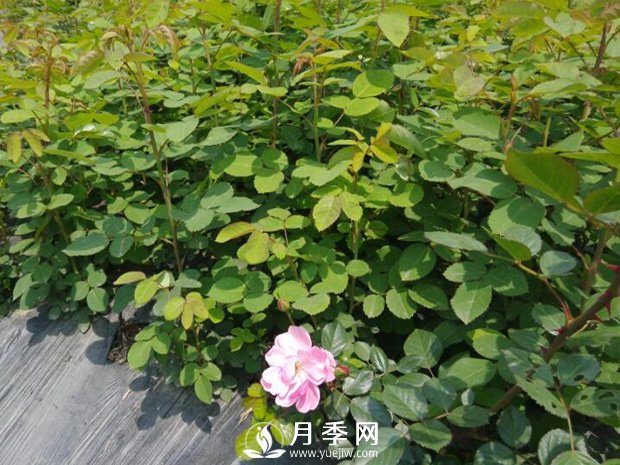 月季小苗在運輸?shù)倪^程中很容易有損傷(圖1)