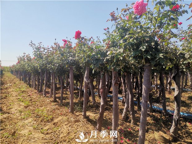 9月份可以種月季花嗎？(圖1)