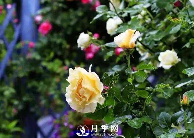 月季什么時(shí)候進(jìn)行冬剪？你知道嗎(圖1)