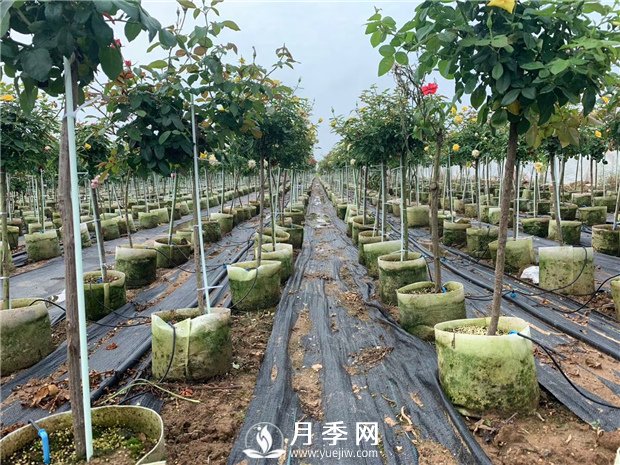 如何換盆？具體什么時候換盆？(圖1)