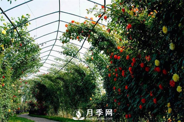 很多花友就想著給月季做冬剪，合適嗎(圖1)