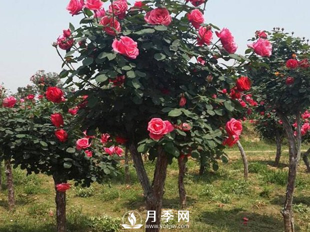 城市道路綠化植物的選擇，主要考慮藝術(shù)效果和功能效果(圖1)