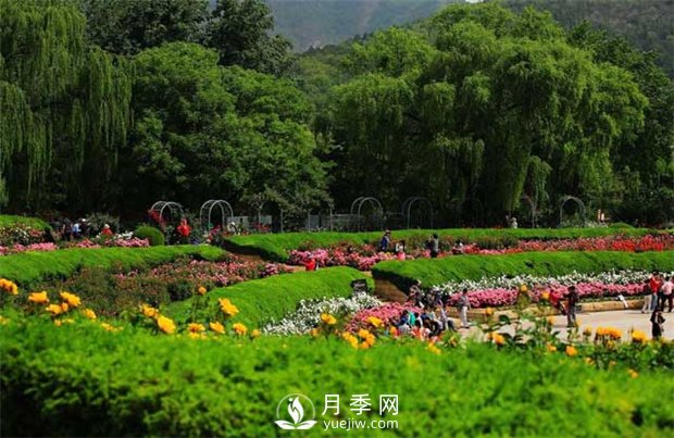 不同苗木修剪順序不一樣 不看看嗎(圖1)