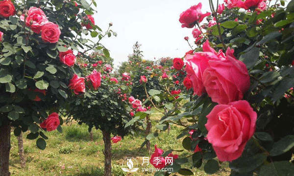 盆栽樹(shù)狀月季日常養(yǎng)護(hù)要及時(shí)修剪和預(yù)防病蟲(chóng)害(圖1)