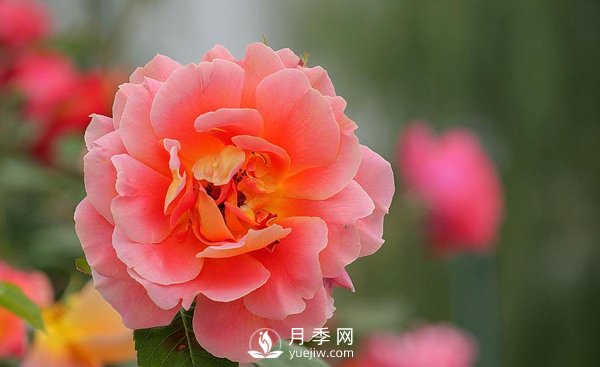 河南月季基地是怎樣防治介殼蟲病害的？(圖1)