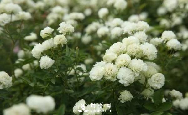 **次入手鉆石玫瑰也就是微型月季了，它的養(yǎng)護技巧都有哪些？(圖1)