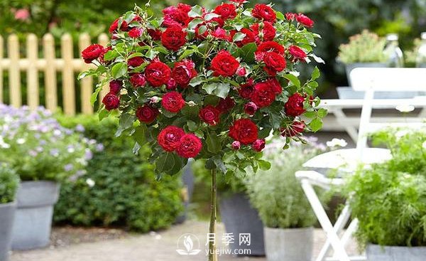 南陽月季苗木基地講述月季花養(yǎng)殖該如何選擇花盆和盆土？(圖1)