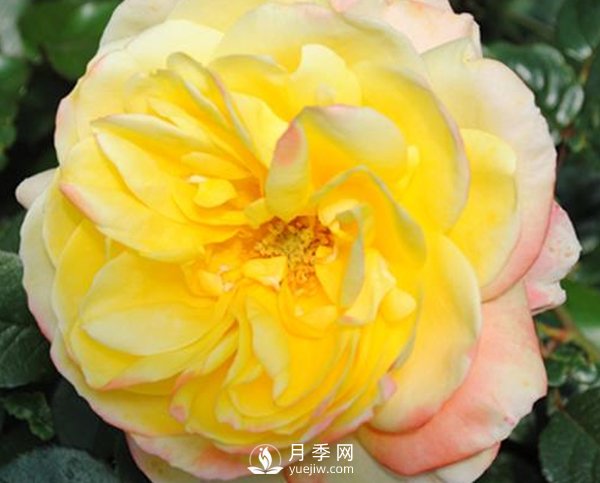如何防治南陽月季霉心?。?圖1)