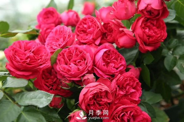 月季扦插如何防“假活”你知道嗎？(圖1)