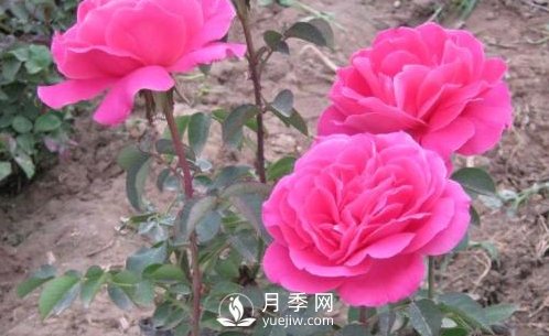 種南陽大花月季用哪種土比較合適？(圖1)