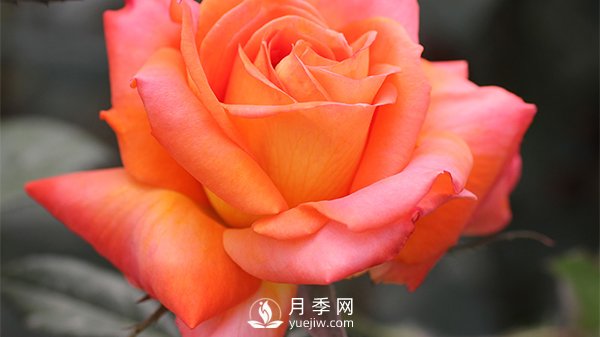 月季的播種育苗需要準(zhǔn)備哪些內(nèi)容？(圖1)